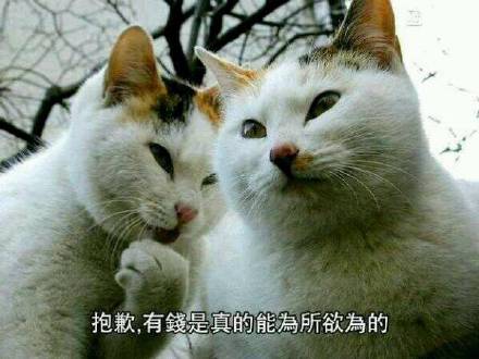 10月2日热门表情包合集来啦