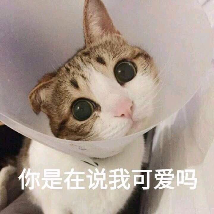 谁懂啊！这组猫咪表情包萌到心化