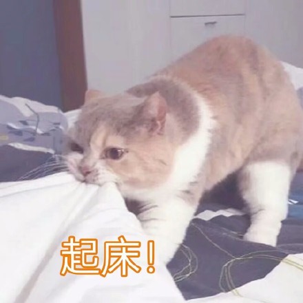 谁懂啊！这组软fufu的猫咪表情包太治愈了