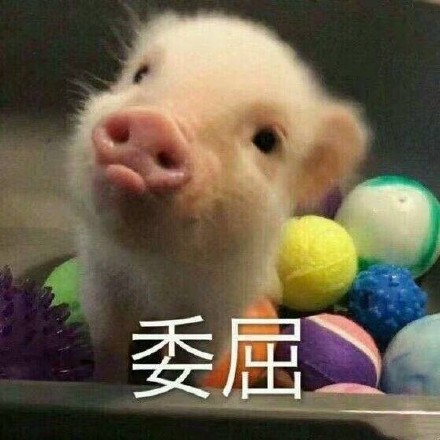 8月21日斗图表情包精选合集