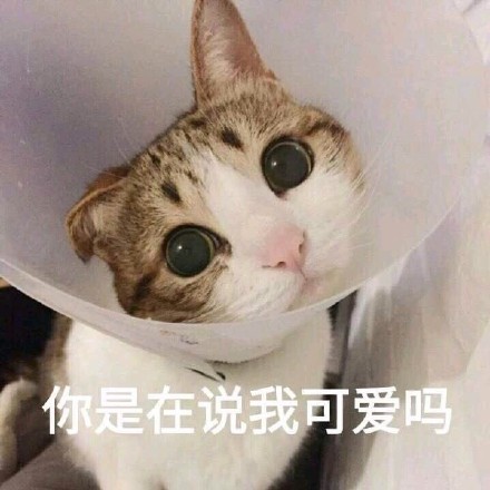 谁懂啊！这组猫咪表情包萌到心化