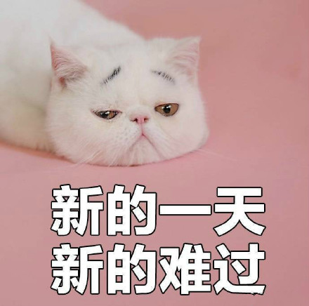 “我没有不开心”的喵咪丧气表情包来啦