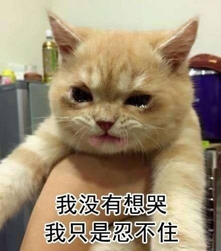 一生气就飙泪的可爱猫咪表情包