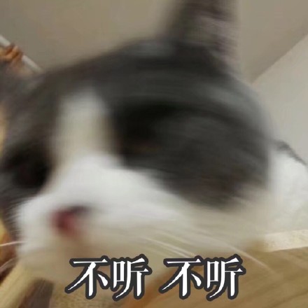 存好这套猫咪表情包，开启你的吸猫斗图之旅