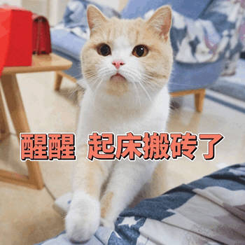 猫咪喊起床表情包合集来啦