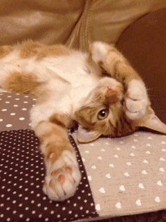 这些喵星人表情包，每一张都藏着小故事