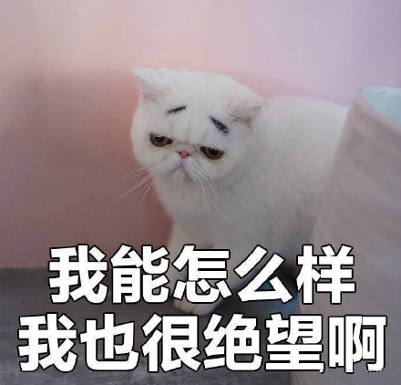 “我没有不开心”的喵咪丧气表情包来啦