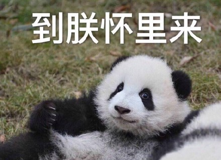 快收下这套熊猫头表情包！