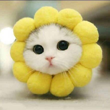 超甜猫狗情侣头像合集