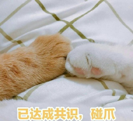 吸猫爱好者集合！这套喵星人表情包太上头了