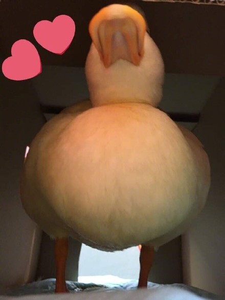 3月13日热门斗图表情包原图整理更新啦