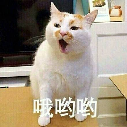 全网爆火的喵星人表情包，个个都是戏精本精