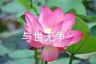 超治愈佛系荷花表情包合集