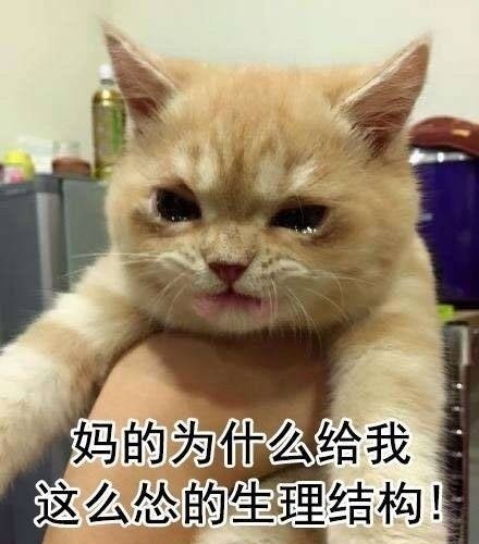 一生气就飙泪的可爱猫咪表情包