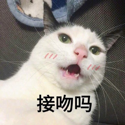 谁懂啊！这组猫咪表情包萌到心化