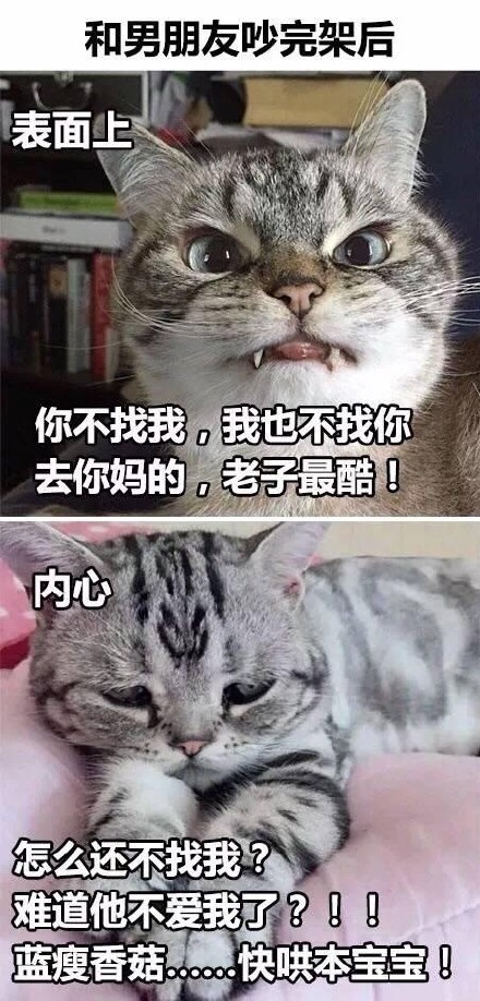 “是本人了”系列表情包火了！这套猫咪内涵表情太真实