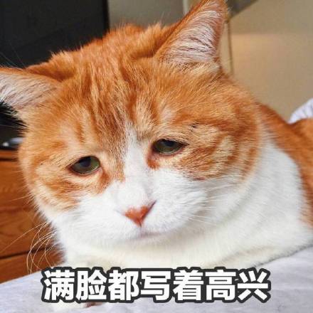 吸猫爱好者集合！这套喵星人表情包太上头了