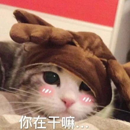铲屎官集合！软萌猫咪表情包来啦，快一起吸猫