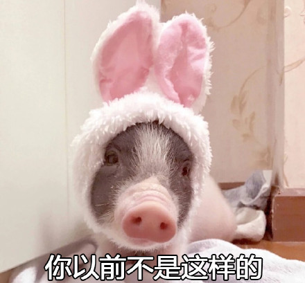 超萌猪猪表情包合集，聊天斗图用得上！