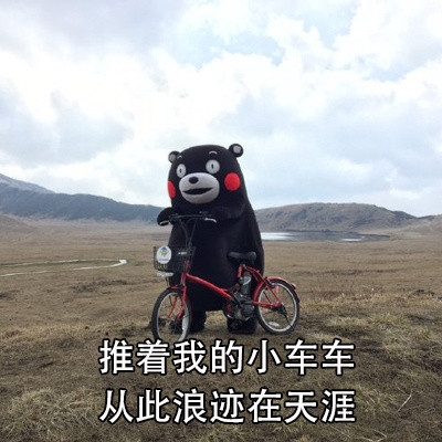 超实用熊本熊表情包合集整理