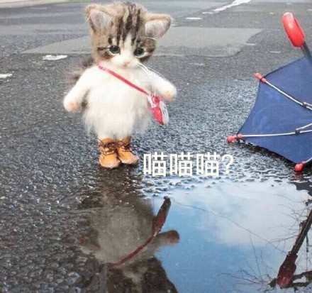 这套萌猫表情包，看完直接完成日常吸猫KPI