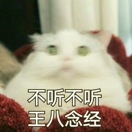 这波猫咪表情包太治愈！快存下来一起吸猫