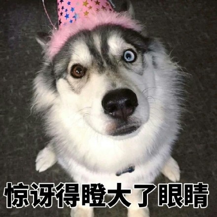 二哈迷看过来！这套哈士奇表情包合集超好用
