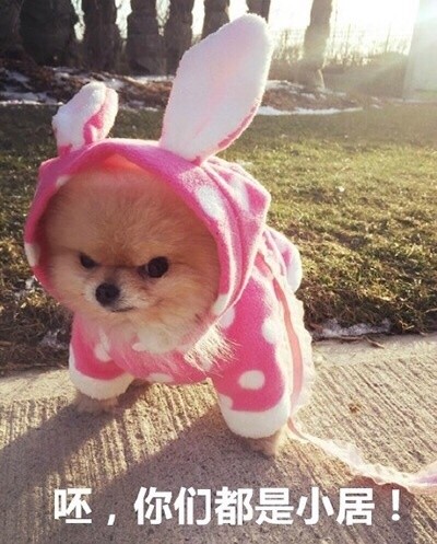 聊天斗图别输！这套汪星人表情包太好用了