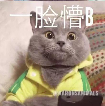 聊天斗图必备！这套网红猫咪表情包火出圈了