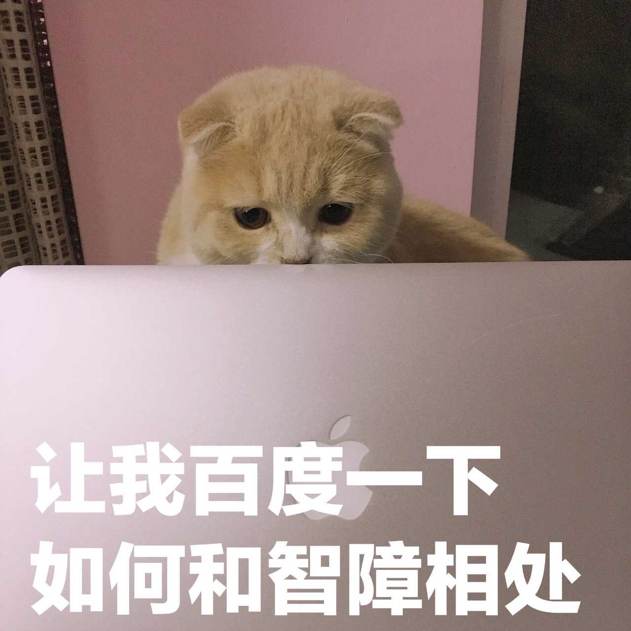 挖到一套软萌小猪喵表情包