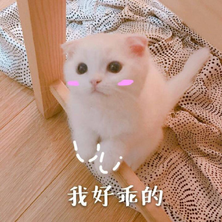 这套萌猫表情包，看完直接完成日常吸猫KPI