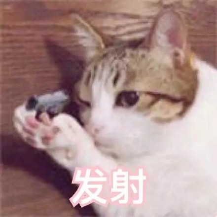 猫咪射击三连表情包来啦