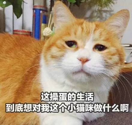 1月10日精选表情包合集