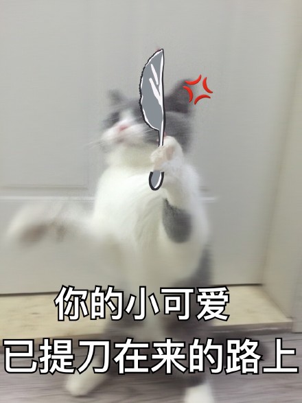 超实用猫咪表情包合集 斗图必备