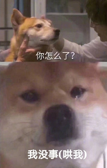 「你怎么了？柴犬流泪」系列表情包来啦