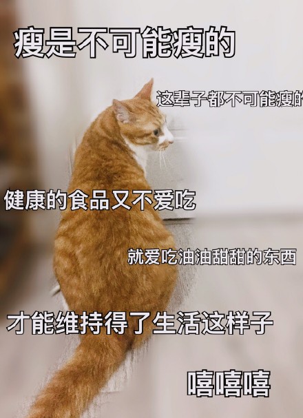 超实用猫咪表情包合集 斗图必备