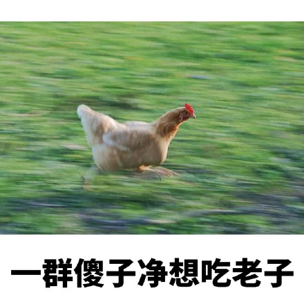 11月30日斗图表情包精选合集