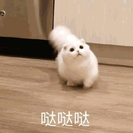 铲屎官集合！软萌猫咪表情包来啦，快一起吸猫
