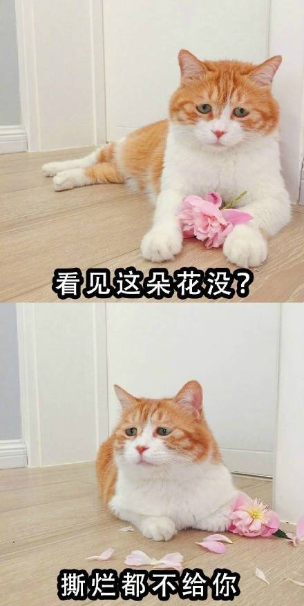 全网爆火的喵星人表情包，个个都是戏精本精