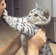 真实反差！女朋友平时vs闹脾气时的样子，这组动图太传神了