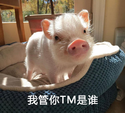 这套警告表情包火了！带降温提醒还自带反差萌