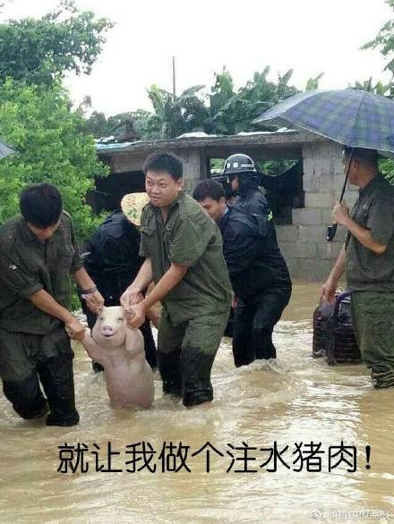 这只网红小猪火了，被做成表情包刷爆聊天框