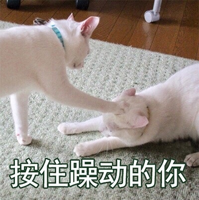 喵星人可爱表情包合集，快进来吸猫