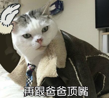 自带大哥气场的猫咪表情包来啦