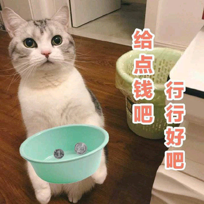 斗图党狂喜！这套猫咪表情包把日常情绪都拿捏了
