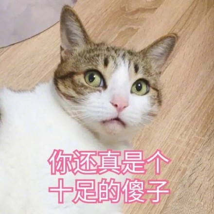 谁懂啊！这套猫咪表情包真的看一次爱一次