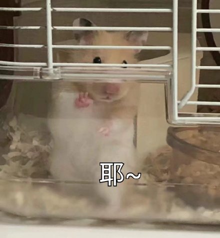 超萌仓鼠表情包合集来啦