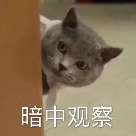 聊天斗图必备！这套网红猫咪表情包火出圈了