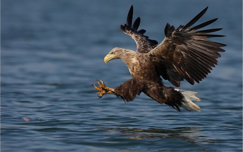 草原库尔德少女与猛禽的动漫风壁纸合集