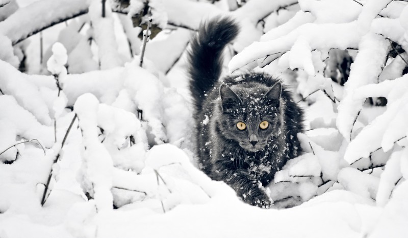 猫咪与雪的治愈壁纸合集